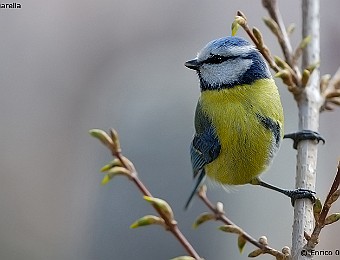 Animali 242